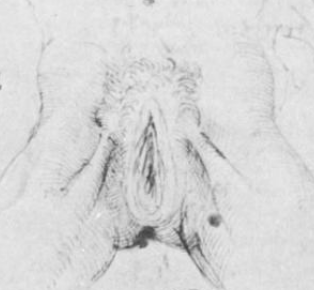 Da Vinci, Revised Vulva - Keele, p. 76