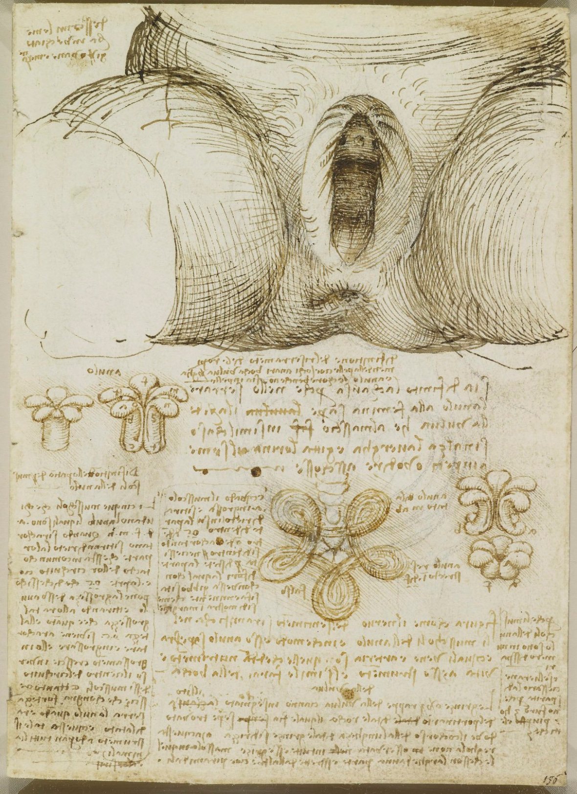 Leonardo da Vinci - Vulva and Anus Verso The Male and Female Reproductive Systems c1508 Royal Collection