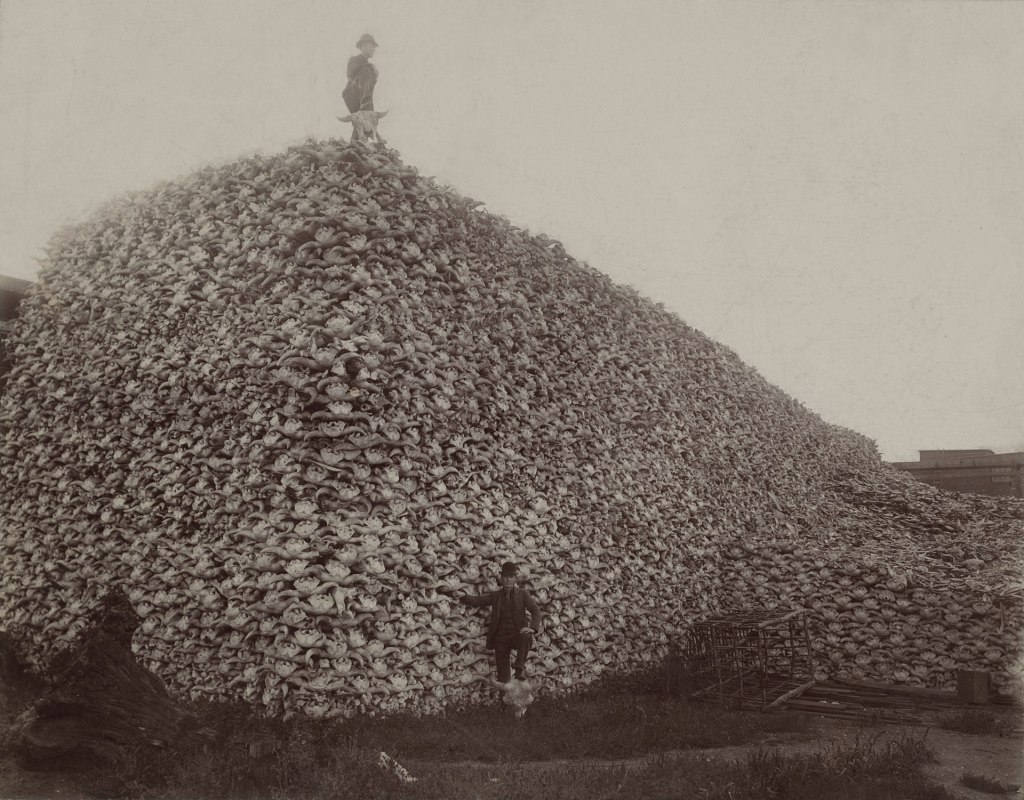 Photograph from 1892 of a pile of American bison skulls in Detroit (MI) waiting to be ground for fertilizer or charcoal